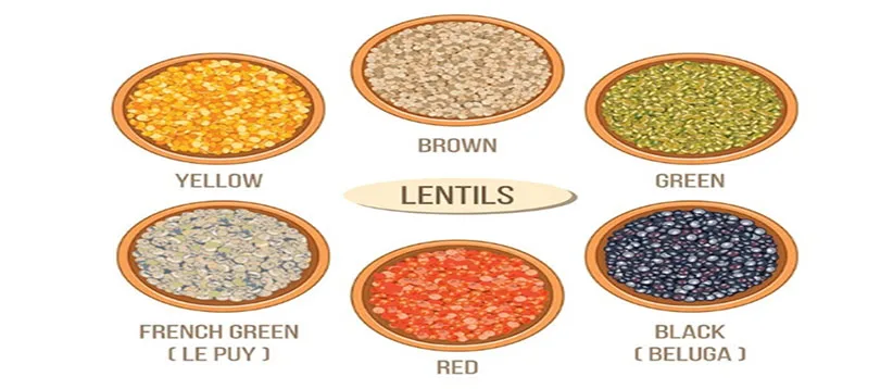 lentil varieties comparison